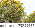 Mimosa 75255637