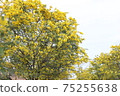 Mimosa 75255638