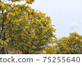 Mimosa 75255640