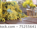Mimosa 75255641