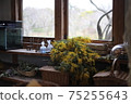 Mimosa on the windowsill 75255643