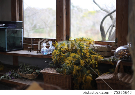 Mimosa on the windowsill Mimosa on the windowsill 75255643