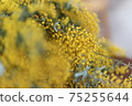 Mimosa 75255644