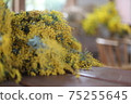 Mimosa 75255645