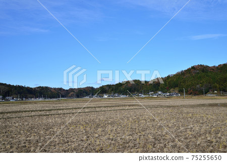 I went to see Nakakamado Weeping Momiji # 50 75255650