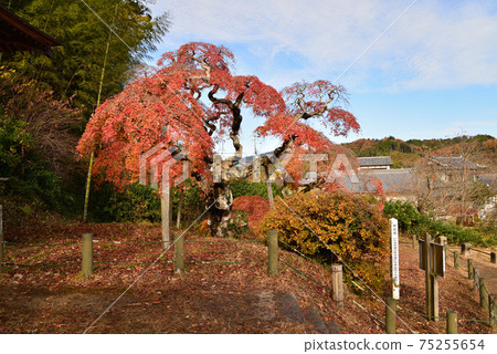 我去看中kamado哭泣的Momiji＃48 75255654
