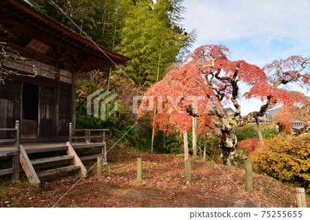 I went to see Nakakamado Weeping Momiji # 47 75255655