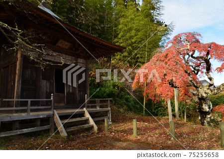 I went to see Nakakamado Weeping Momiji # 44 75255658