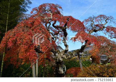 I went to see Nakakamado Weeping Momiji # 41 75255661