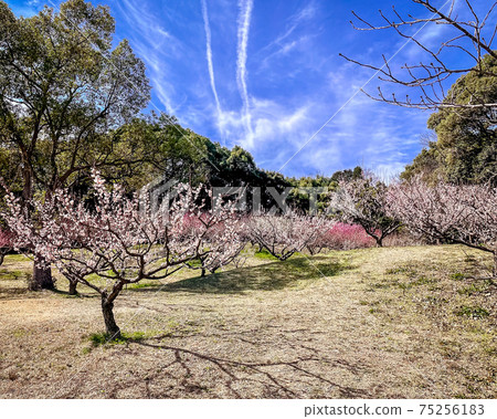 愛知縣知多市Sori綠化和花富仁公園中的梅林 愛知縣知多市Sori綠化和花富仁公園中的梅林 75256183