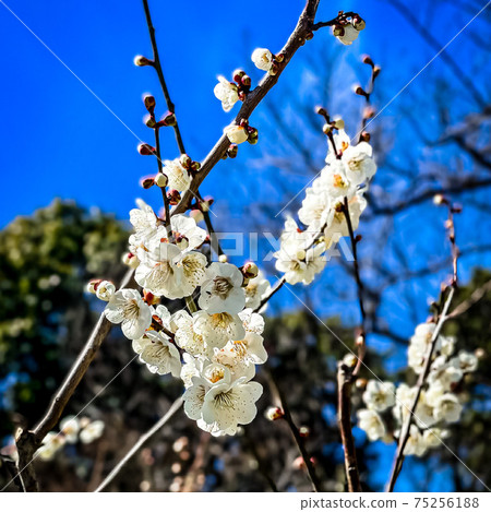 愛知縣知多市Sori綠地和花富良井公園 愛知縣知多市Sori綠地和花富良井公園 75256188