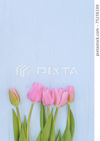 Beautiful bouquet of pink tulips with water drops on blue paint wooden background. Flat lay, copy space. Spring greeting card concept Beautiful bouquet of pink tulips with water drops on blue paint wooden background. Flat lay, copy space. Spring greeting card concept 75256189