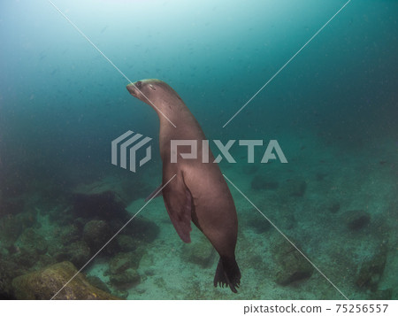 加利福尼亞海獅向後展示（墨西哥拉巴斯） 75256557