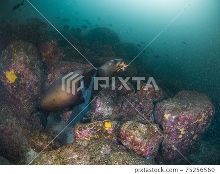 加利福尼亞海獅在渾海（墨西哥拉巴斯）和科布海星一起玩 75256560