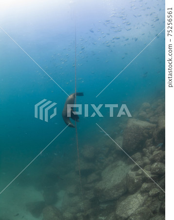 加利福尼亞海獅玩潛水員的下降繩(墨西哥拉巴斯) 加利福尼亞海獅玩潛水員的下降繩(墨西哥拉巴斯) 75256561