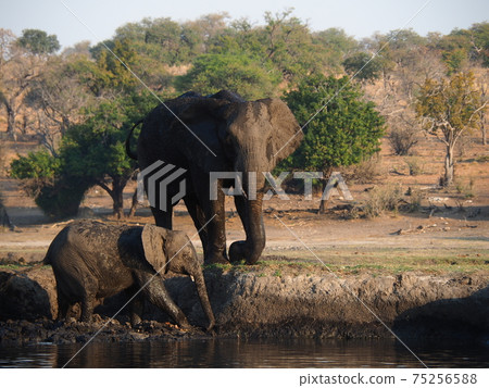 Botswana wildlife 75256588