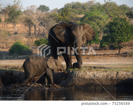Botswana wildlife Botswana wildlife 75256589