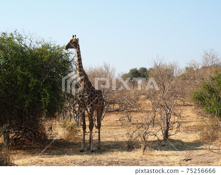 Botswana wildlife Botswana wildlife 75256666