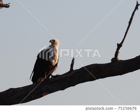 Botswana wildlife 75256676