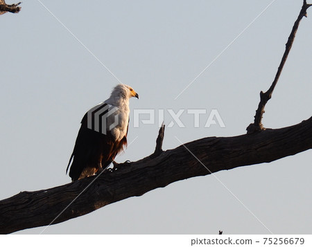 Botswana wildlife 75256679
