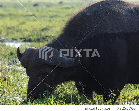 Botswana wildlife Botswana wildlife 75256706