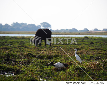 Botswana wildlife Botswana wildlife 75256707