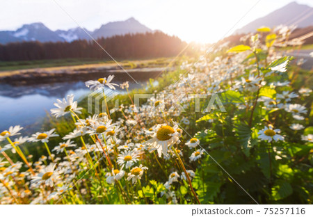 Mountain meadow 75257116