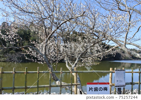 盛開的民間傳說的一齒梅花酒 75257244