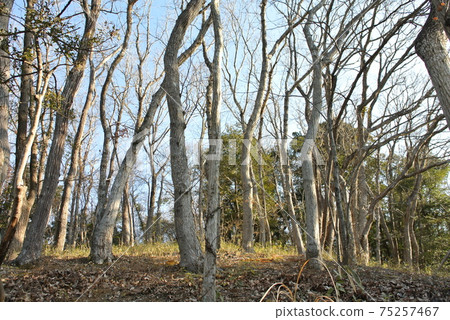 仲冬灌木叢 75257467