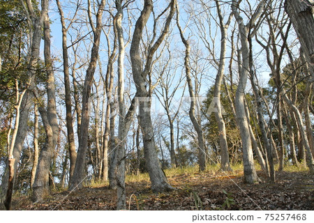 Midwinter thickets 75257468