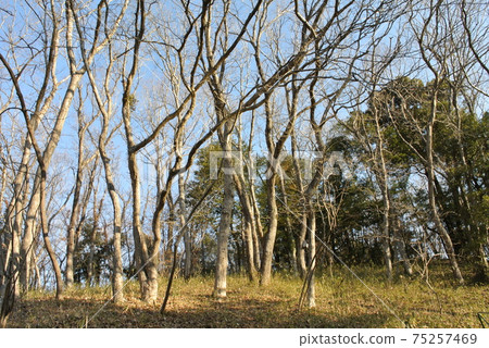 仲冬灌木叢 仲冬灌木叢 75257469