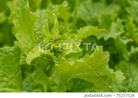 Rape blossoms started to bloom 75257526