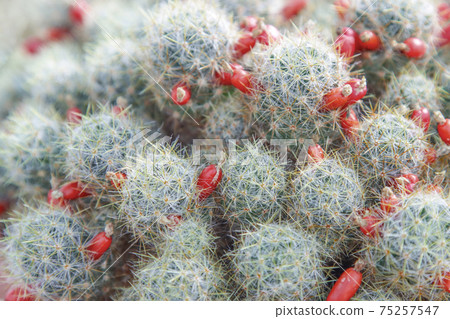 Buds of red flowers on cacti. 75257547
