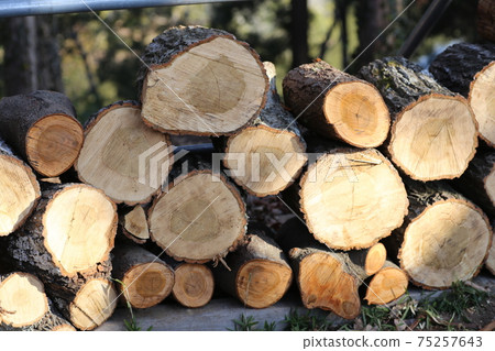 Stacked, chopped wood 75257643