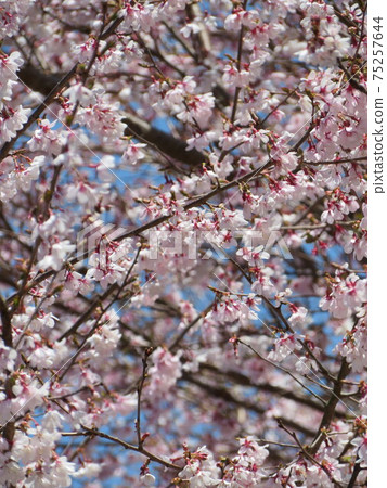 感覺就像觀賞櫻花。 (照片:2020) 感覺就像觀賞櫻花。 (照片:2020) 75257644