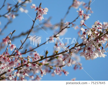 感覺就像觀賞櫻花。 (照片:2020) 感覺就像觀賞櫻花。 (照片:2020) 75257645