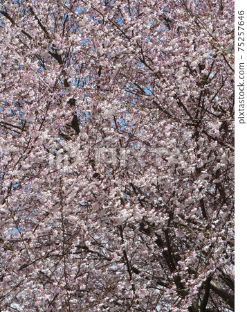 感覺就像觀賞櫻花。 (照片:2020) 感覺就像觀賞櫻花。 (照片:2020) 75257646