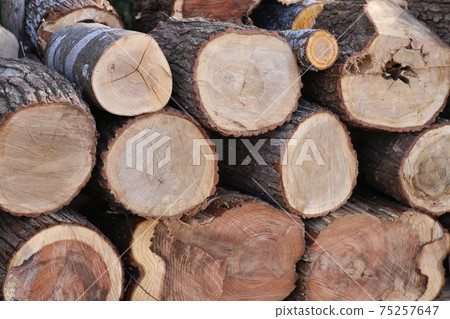 Stacked, chopped wood Stacked, chopped wood 75257647