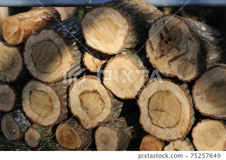 Stacked, chopped wood 75257649