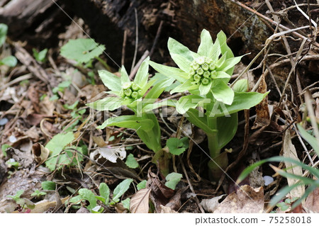 The scent of early spring, butterbur sprout The scent of early spring, butterbur sprout 75258018