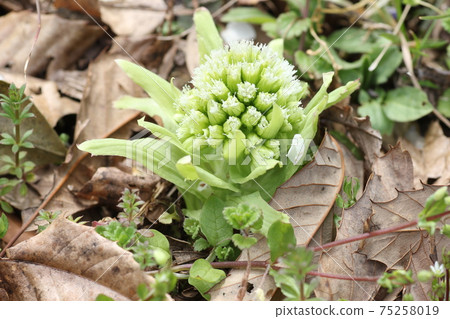 The scent of early spring, butterbur sprout The scent of early spring, butterbur sprout 75258019