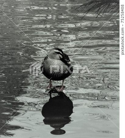 Monochrome duck nestled in the flow of the river Monochrome duck nestled in the flow of the river 75258408