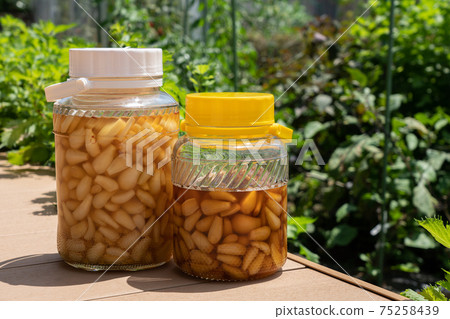 Pickled scallions in sweet and sour sauce, pickled in black vinegar (August) Pickled scallions in sweet and sour sauce, pickled in black vinegar (August) 75258439