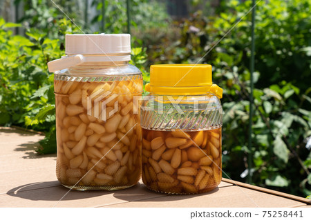 糖醋蔥段,黑醋汁(8月) 糖醋蔥段,黑醋汁(8月) 75258441