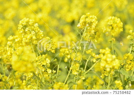 (Image of spring) Rape blossoms (Image of spring) Rape blossoms 75258482