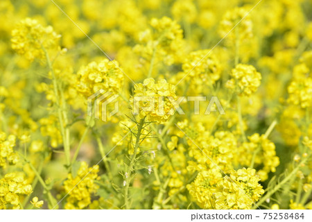 (Image of spring) Rape blossoms (Image of spring) Rape blossoms 75258484