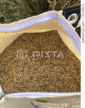 一袋裝滿了秋天收穫的大米 一袋裝滿了秋天收穫的大米 75258611