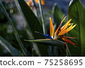 Strelitzia reginae in Gora Park 75258695