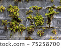 Block wall with plants 75258700