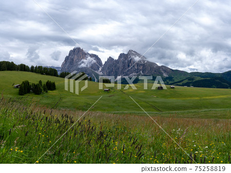 The green meadows of Seiser Alm in the iltalian alps. The green meadows of Seiser Alm in the iltalian alps. 75258819